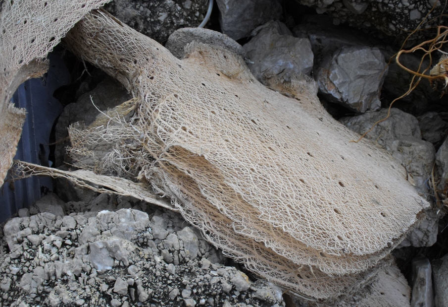Opuntia sp.